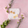 Peony Tile - Replica Surfaces