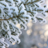 Frosted Branch - Replica Surfaces