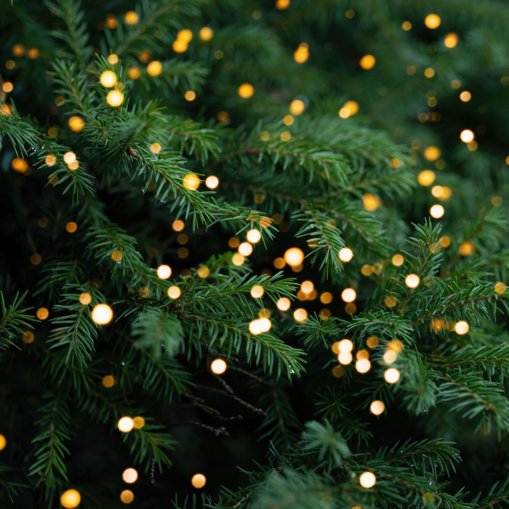 Lit Pine - Replica Surfaces