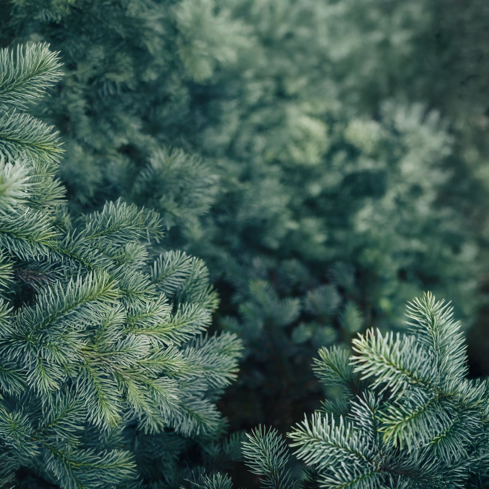 Fir - Replica Surfaces