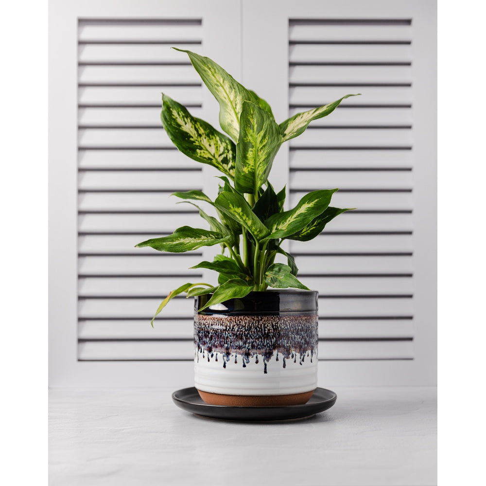Shutter - Replica Surfaces