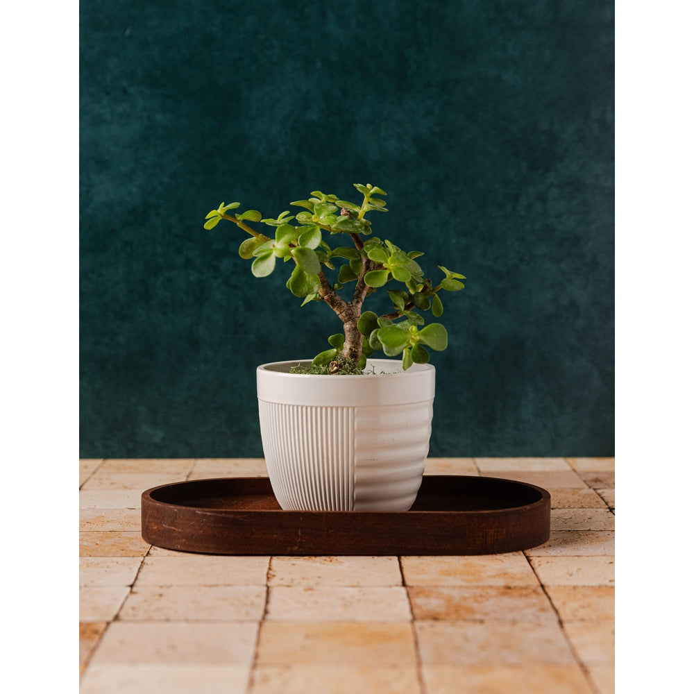 Deep Teal - Replica Surfaces