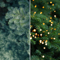 Fir | Lit Pine (Double-Sided)