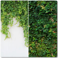 Overhang | Ivy Cover (Double-Sided) - Replica Surfaces