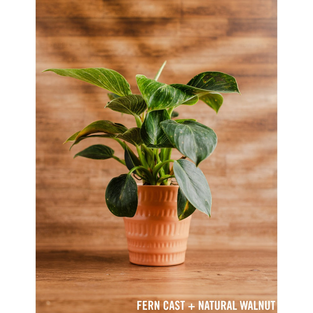 Fern Cast - Replica Surfaces