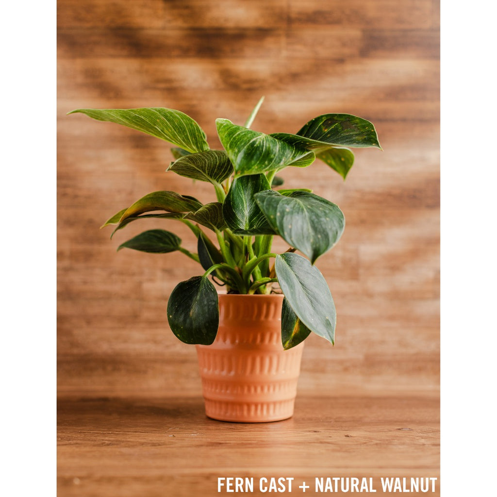 Fern Cast - Replica Surfaces