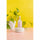 Lemon - Replica Surfaces