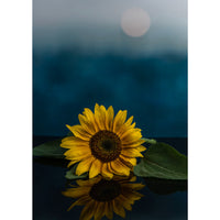 Moonrise™ - Replica Surfaces