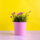 Lemon - Replica Surfaces
